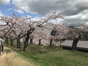 桜,五稜郭