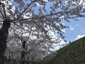 桜,五稜郭
