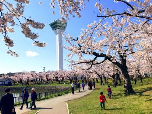 五稜郭タワー,桜