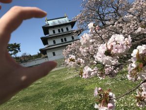 松前城,桜