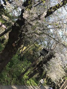 松前城,桜