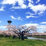 五稜郭タワー,桜